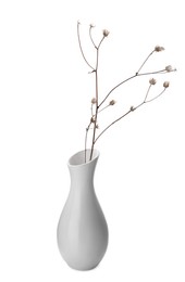 Beautiful plant in ceramic vase on white background