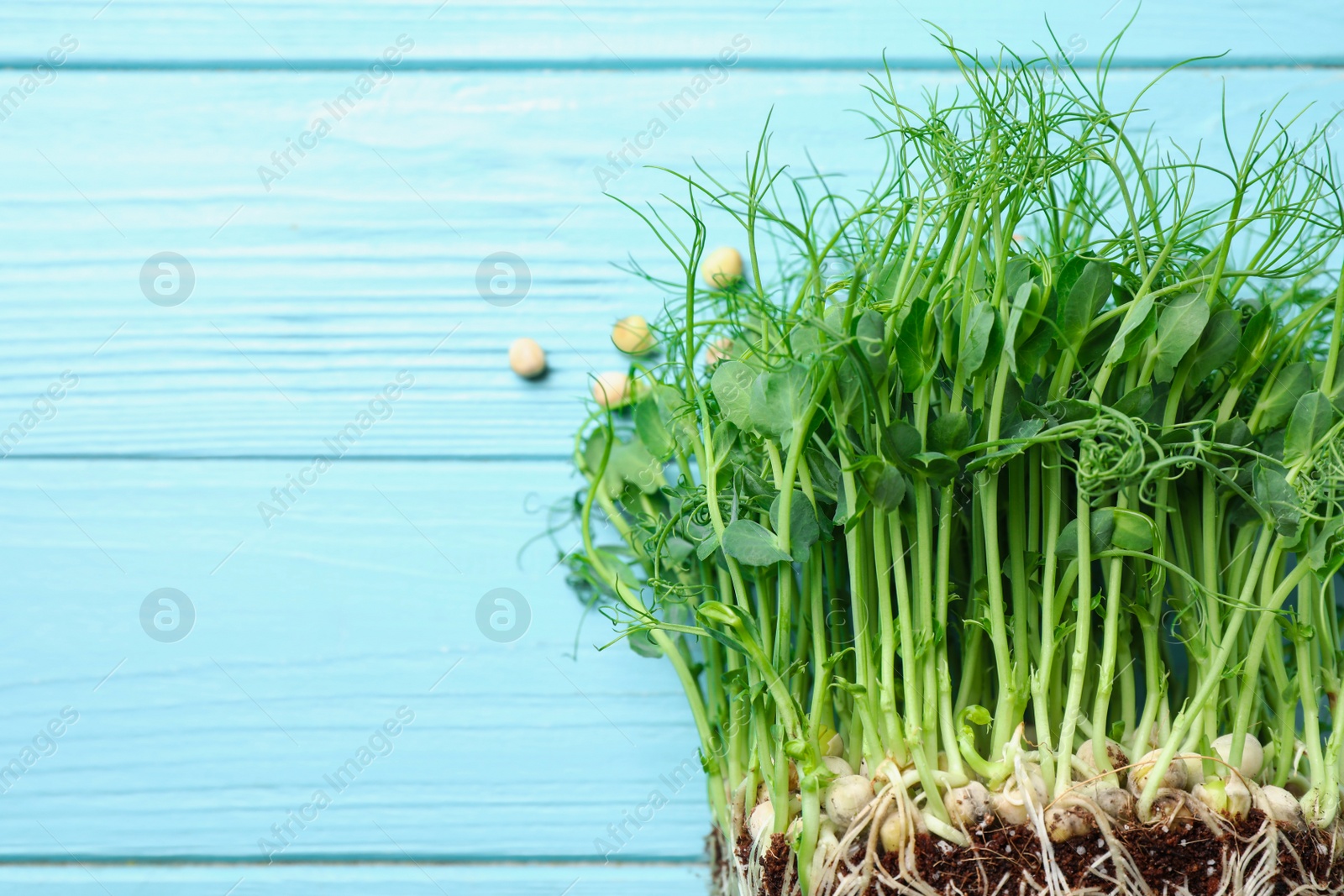 Photo of Fresh organic microgreen on light blue wooden table, top view. Space for text