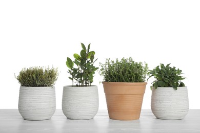 Photo of Pots with thyme, bay and sage on table against white background