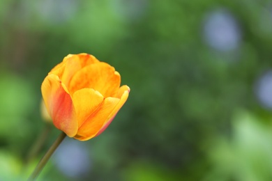 Photo of Closeup view of beautiful bright tulip in garden, space for text. Blooming spring flowers