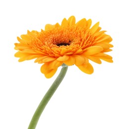 Photo of Beautiful orange gerbera flower isolated on white