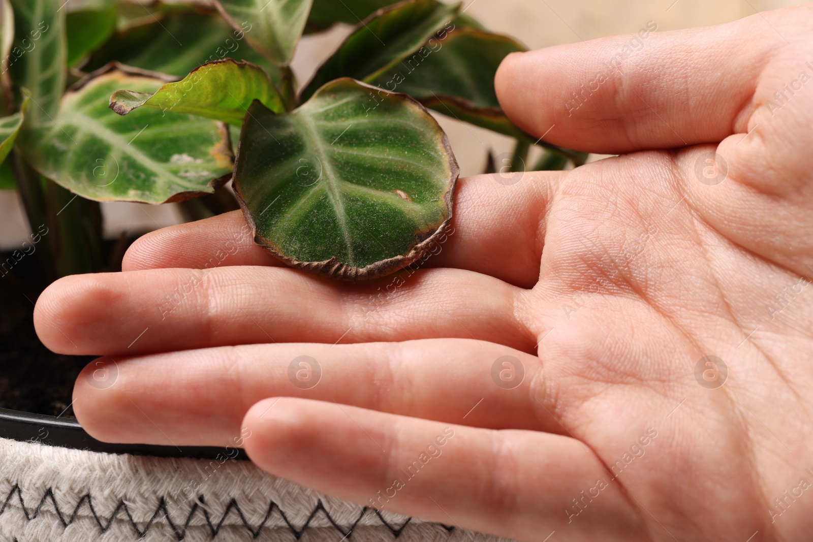 Photo of Man touching houseplant with damaged leaves indoors, closeup