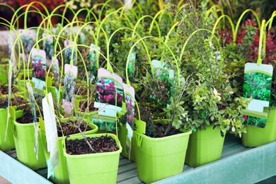 Many pots with different seedlings on table