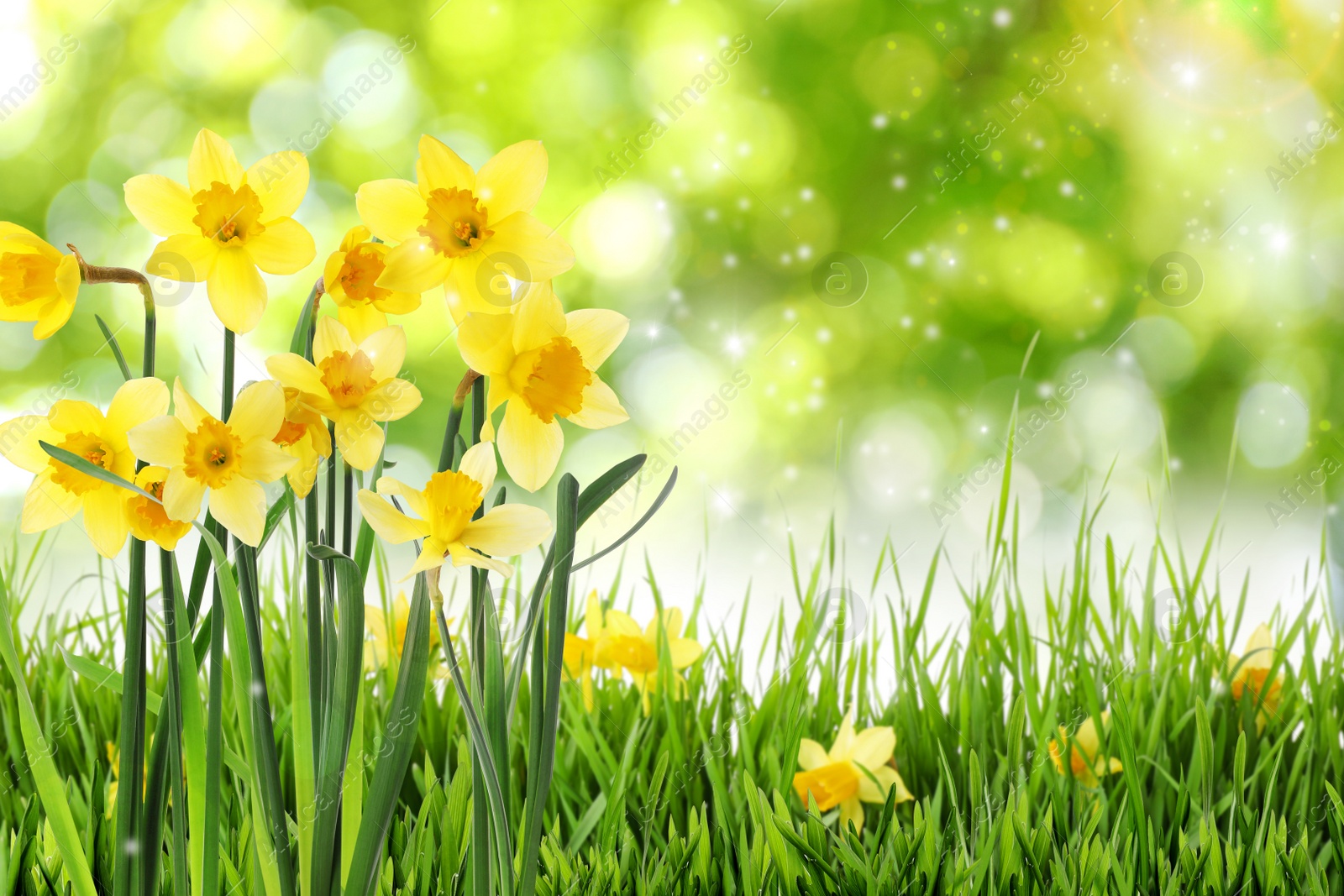 Image of Beautiful blooming yellow daffodils outdoors on sunny day, space for text