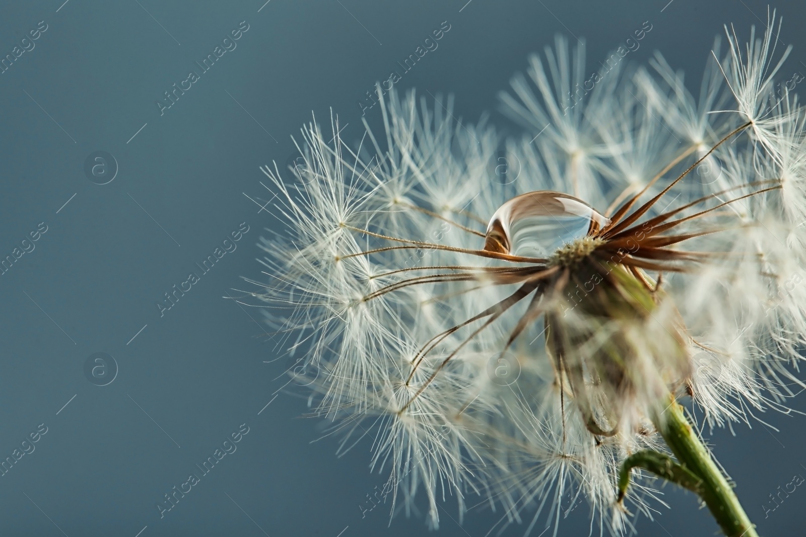 Photo of Beautiful dandelion flower with water drop on color background, closeup