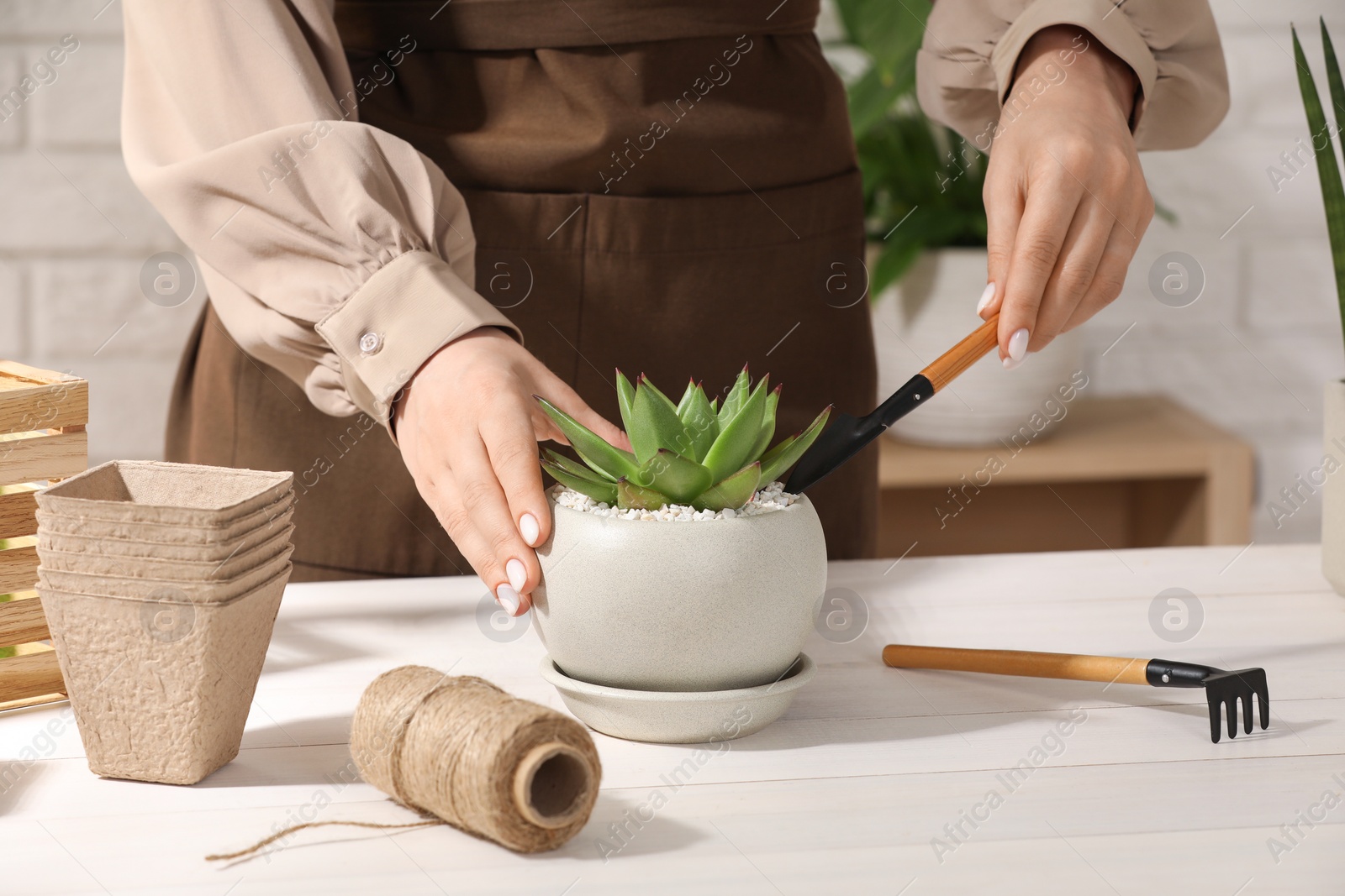 Photo of Woman transplanting beautiful succulent plant at white wooden table, closeup