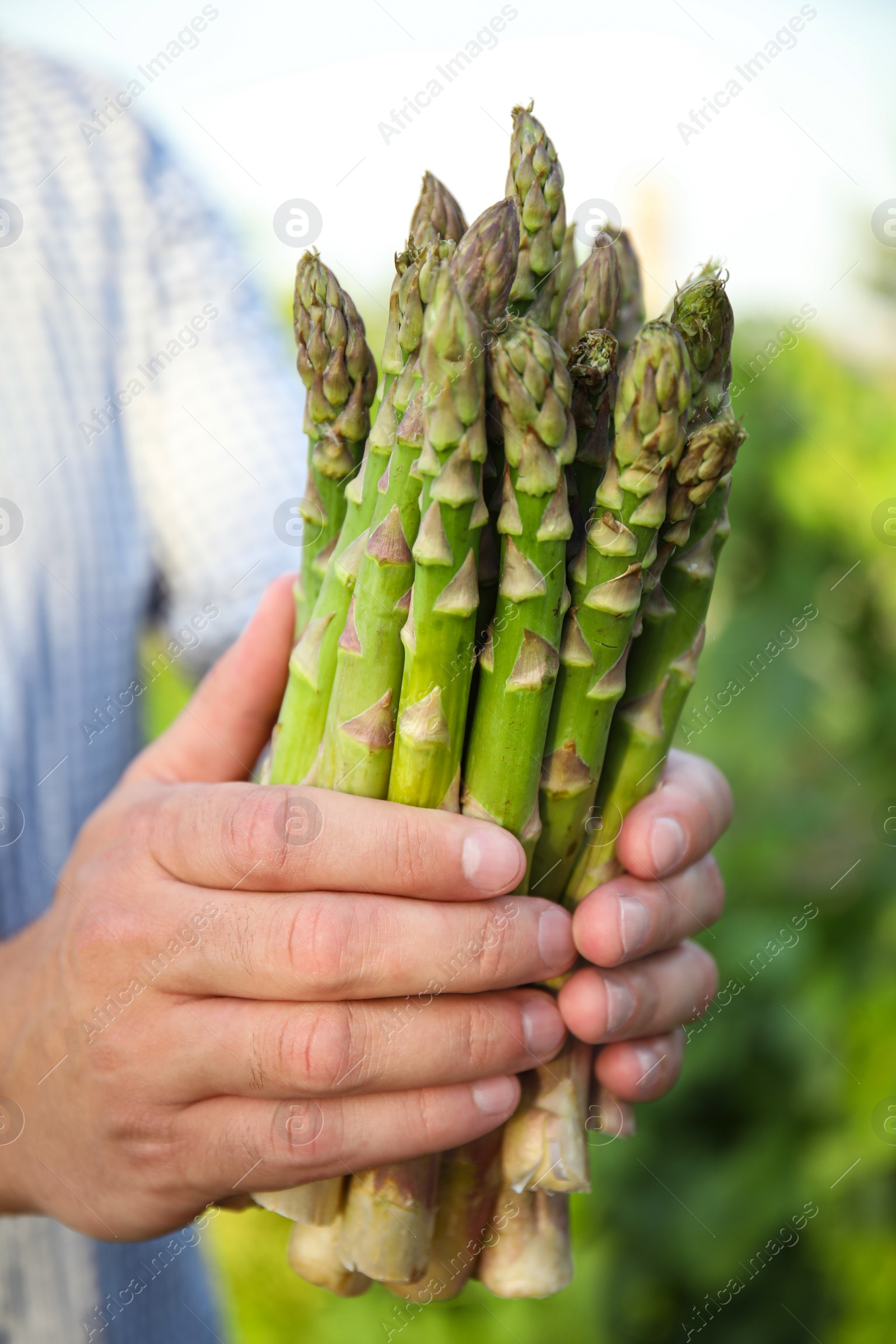 Photo of Man holding fresh raw asparagus outdoors, closeup