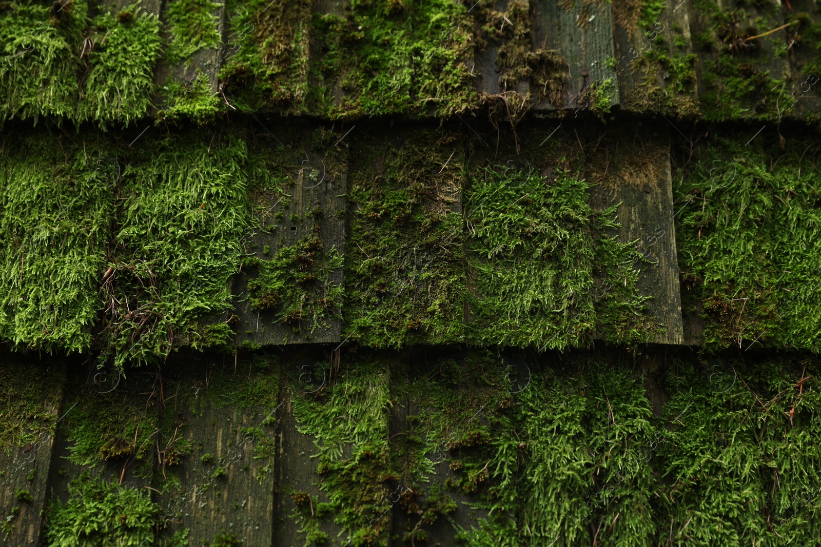 Photo of Old wooden roof covered with green moss as background, closeup