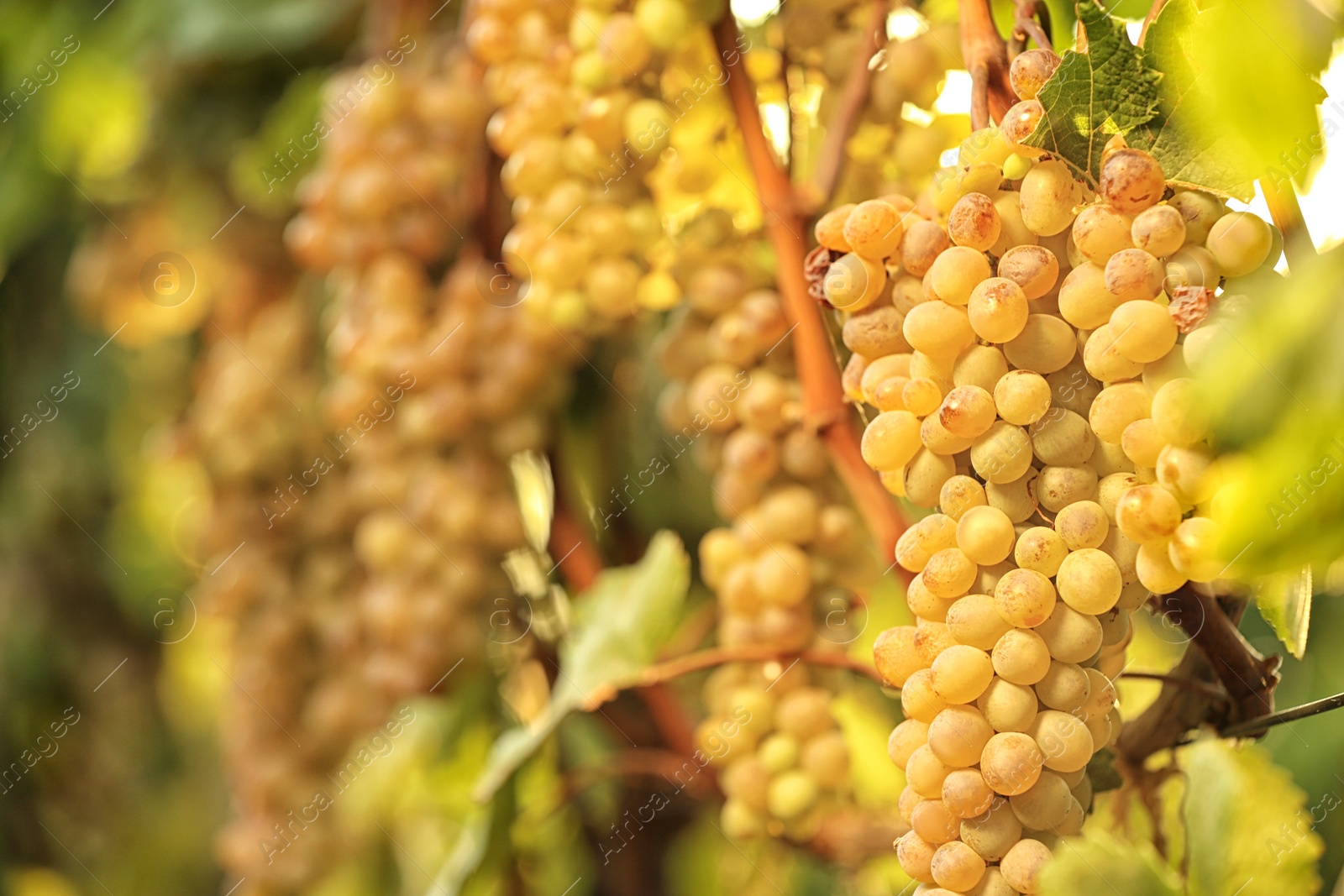 Photo of Fresh ripe juicy grapes growing on branches in vineyard