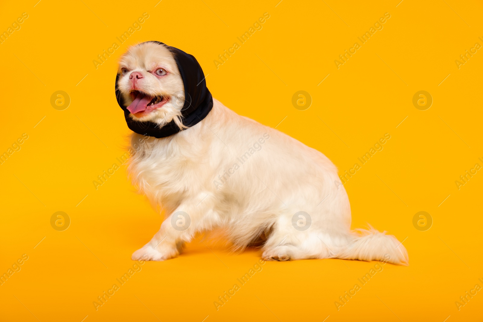 Photo of Cute Pekingese dog with bandana on yellow background