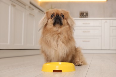 Photo of Cute Pekingese dog near pet bowl in kitchen