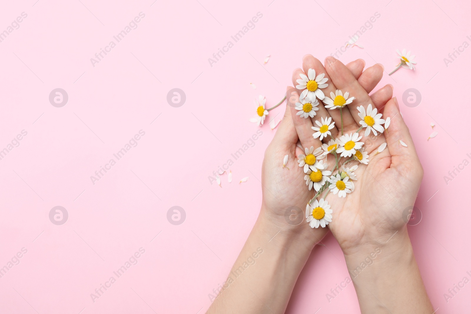 Photo of Woman holding chamomiles on pink background, top view. Space for text