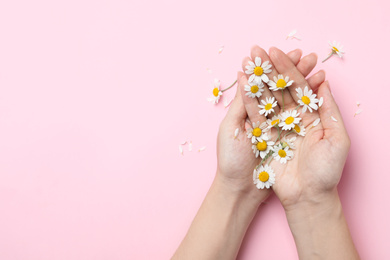 Woman holding chamomiles on pink background, top view. Space for text