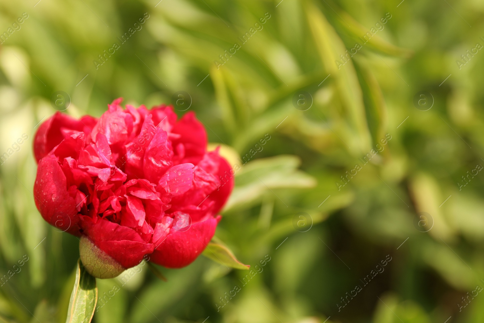 Photo of Beautiful red peony outdoors on spring day, closeup