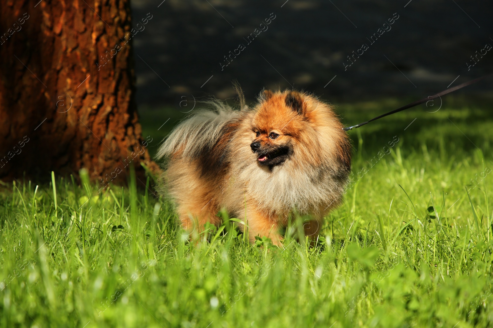 Photo of Cute Pomeranian Spitz with leash on green grass outdoors. Dog walking