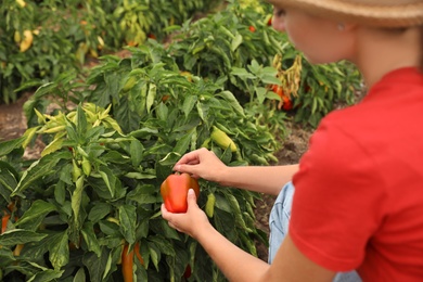 Photo of Farmer taking bell pepper from bush in field. Harvesting time