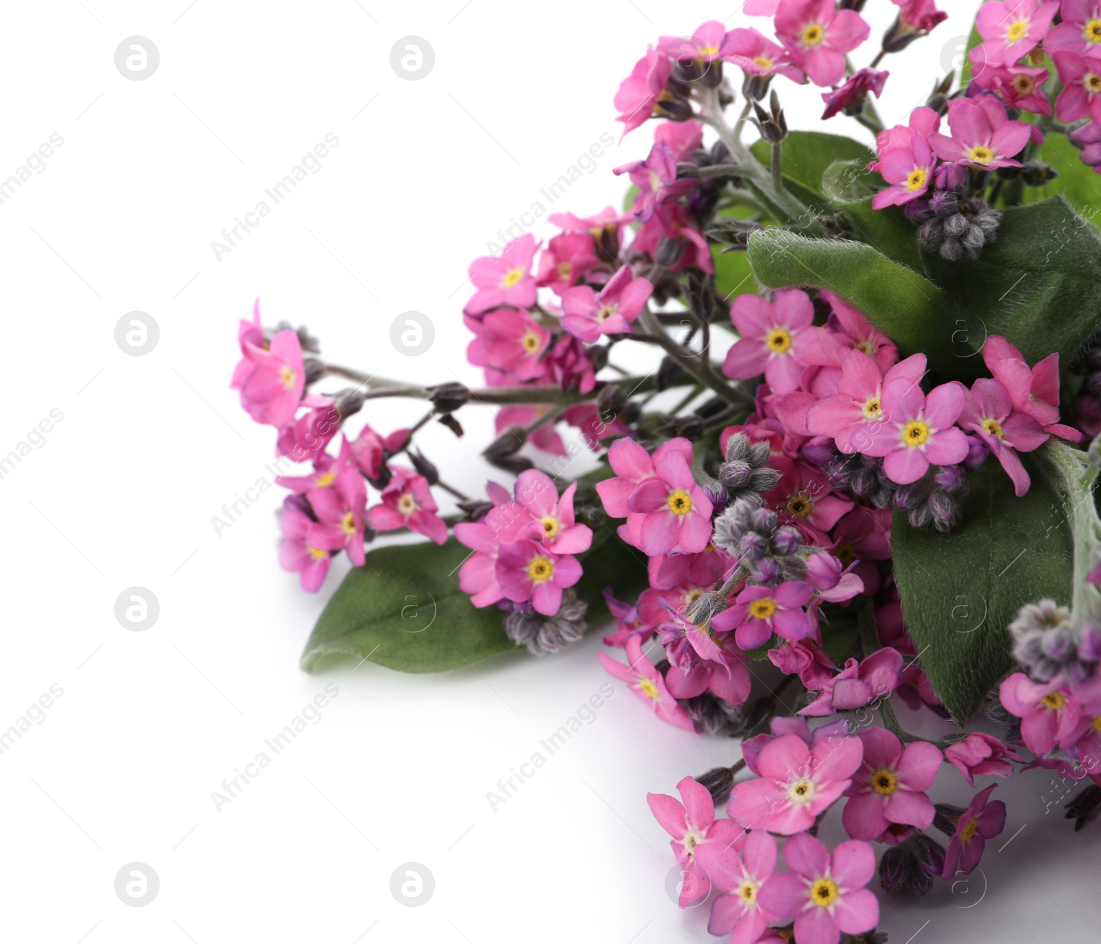 Photo of Beautiful pink Forget-me-not flowers on white background