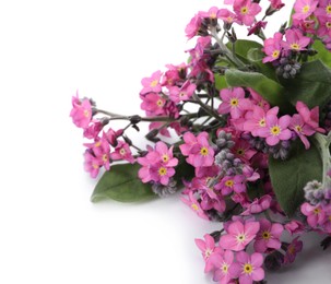 Photo of Beautiful pink Forget-me-not flowers on white background