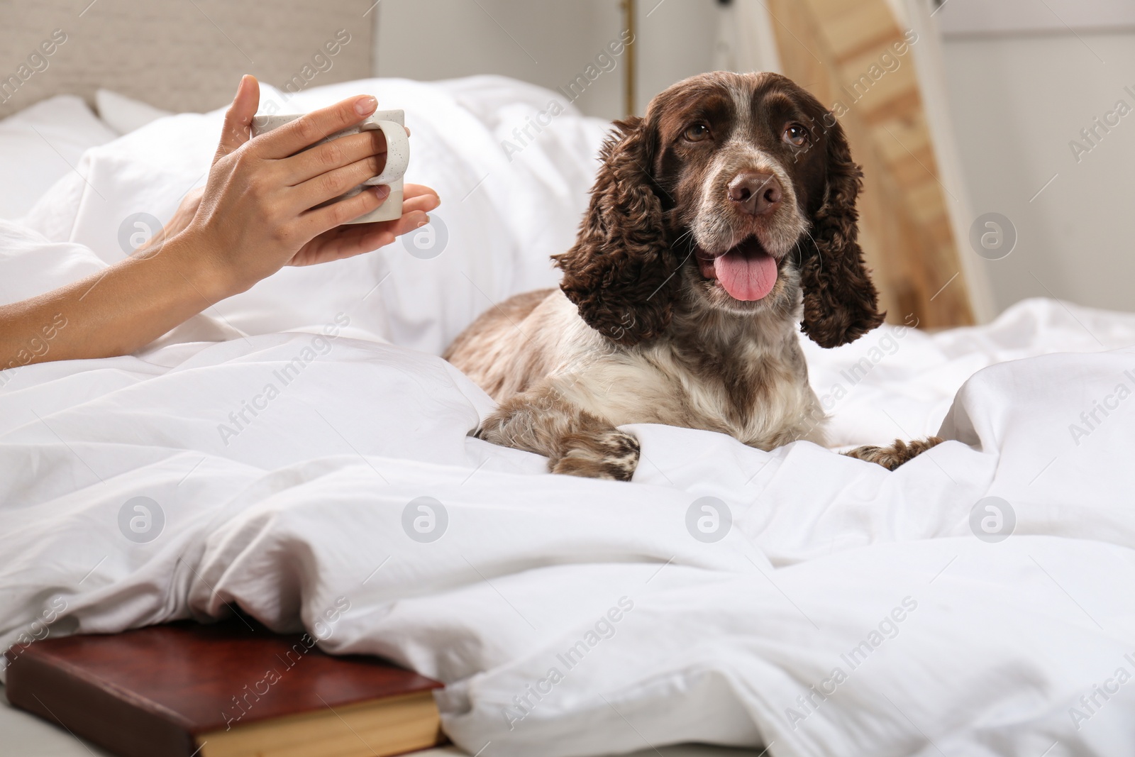 Photo of Adorable Russian Spaniel with owner in bed, closeup view