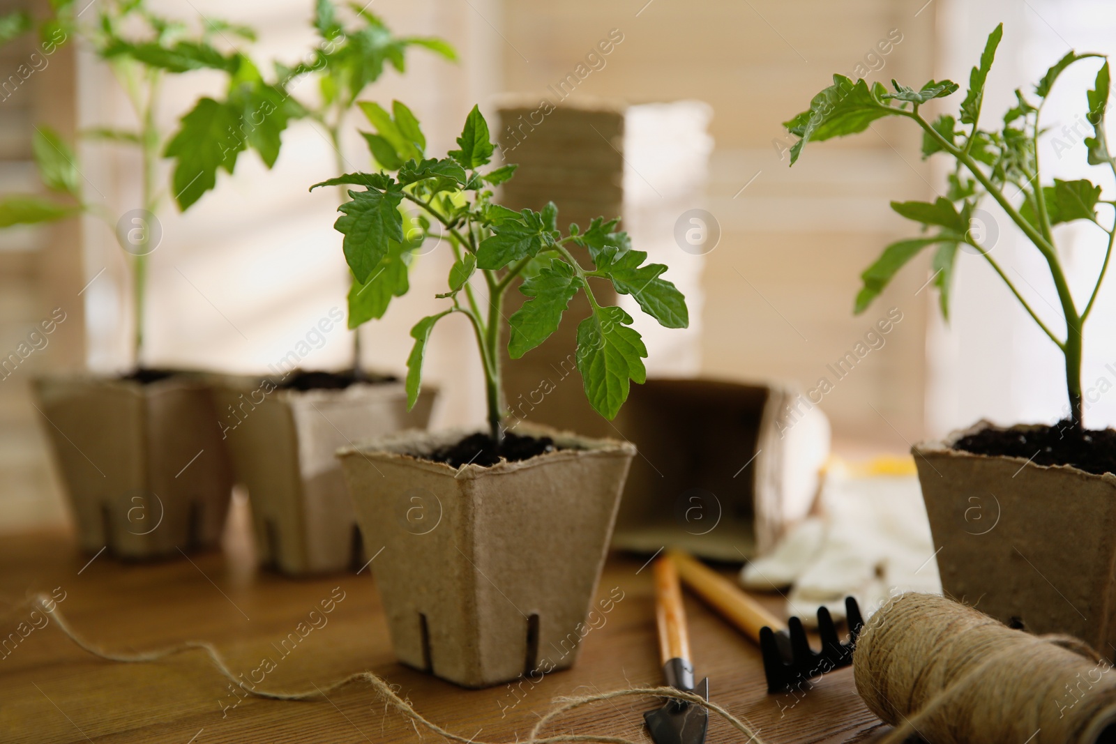 Photo of Gardening tools, rope and green tomato seedling in peat pot on wooden table