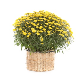 Beautiful yellow chrysanthemum flowers on white background