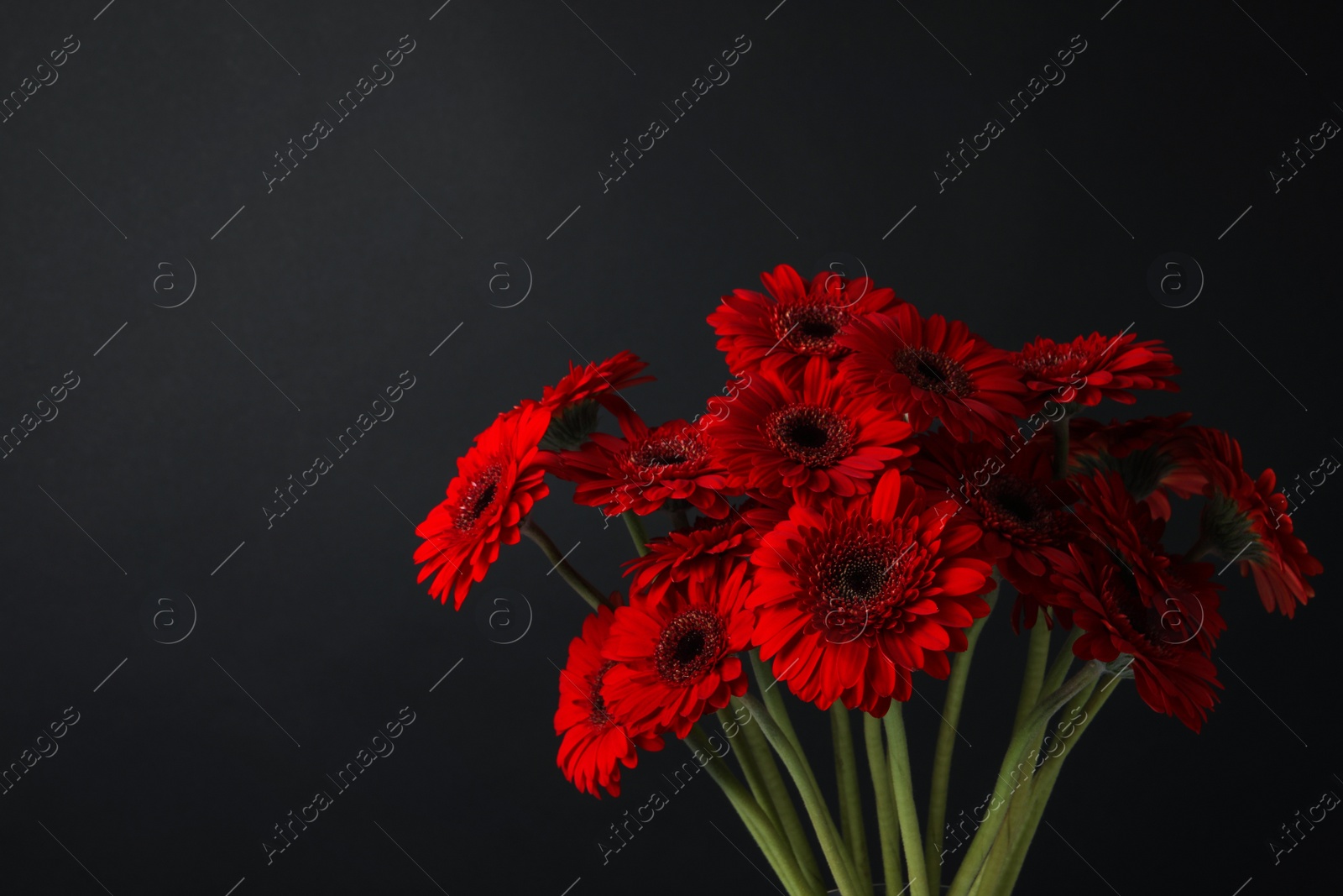 Photo of Bouquet of beautiful red gerbera flowers on black background. Space for text