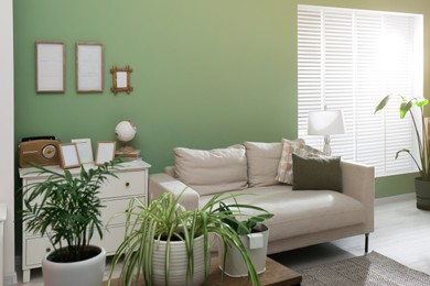 Photo of Comfortable sofa, houseplants and chest of drawers in cozy room. Interior design