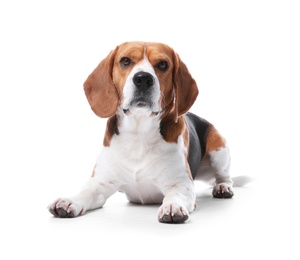 Photo of Beautiful beagle dog on white background. Adorable pet