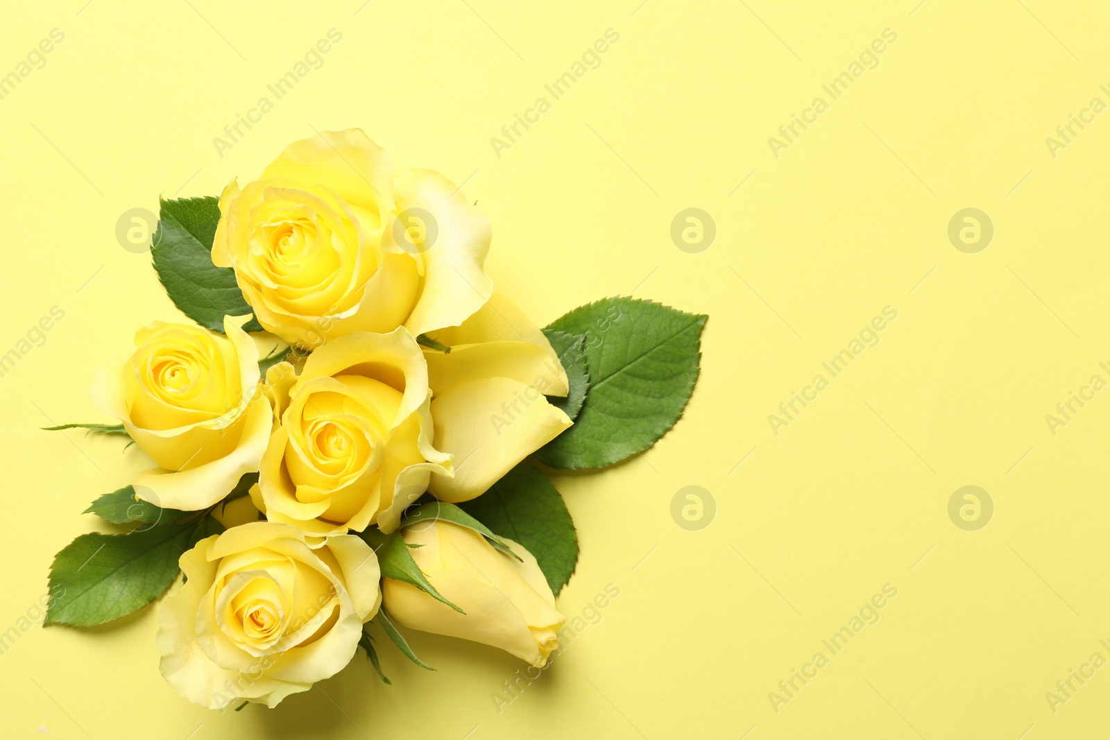 Photo of Beautiful roses on yellow background, flat lay. Space for text