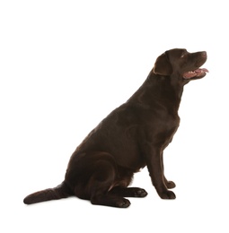 Photo of Chocolate labrador retriever sitting on white background