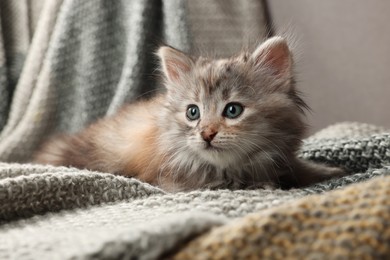 Cute kitten on knitted blanket. Baby animal