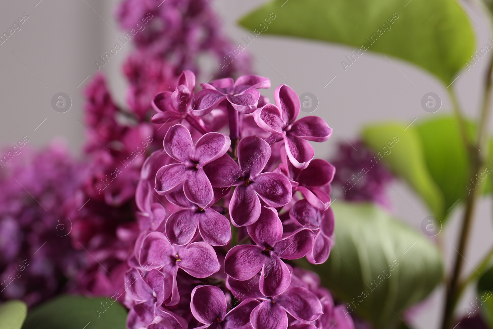 Photo of Beautiful blooming lilac flowers on blurred background, closeup