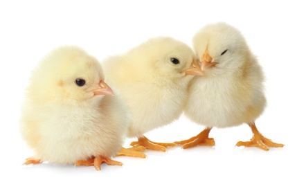 Three cute fluffy chickens on white background