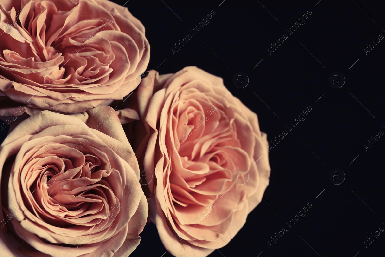 Photo of Beautiful roses on black background, closeup. Floral card design with dark vintage effect