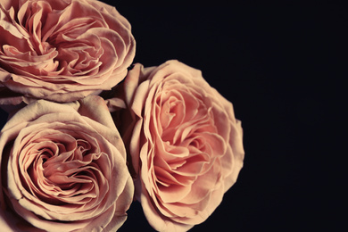 Photo of Beautiful roses on black background, closeup. Floral card design with dark vintage effect