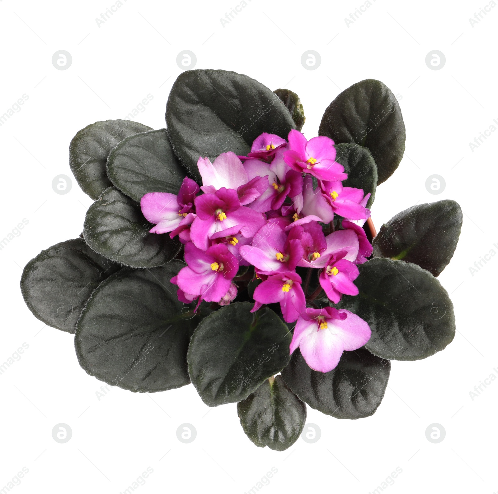 Photo of Beautiful violet flowers isolated on white, top view. Plant for house decor