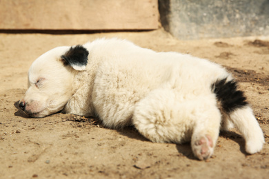 Photo of White stray puppy sleeping outdoors. Baby animal