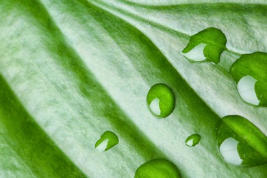 Photo of Macro view of water drops on green leaf