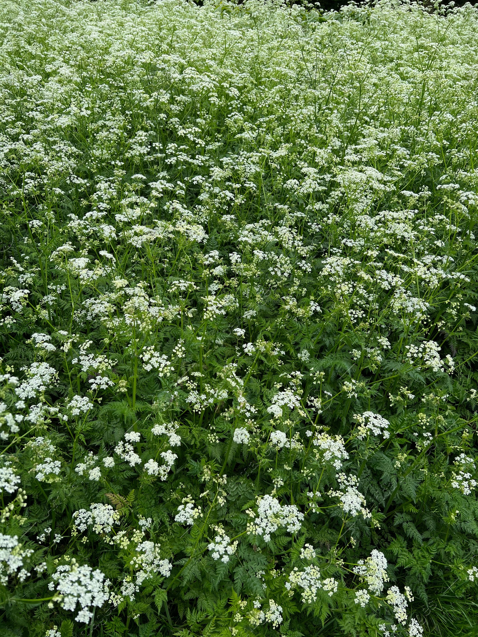 Photo of Beautiful hemlock plants with white flower outdoors