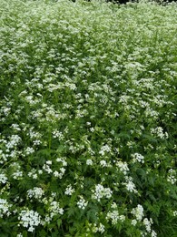 Beautiful hemlock plants with white flower outdoors