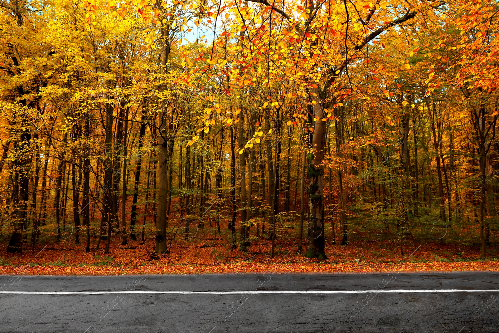 Photo of Beautiful view of asphalt road going through autumn forest