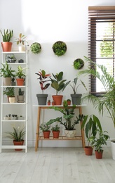 Stylish room interior with different home plants