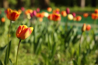 Photo of Beautiful bright tulips growing outdoors on sunny day. Space for text