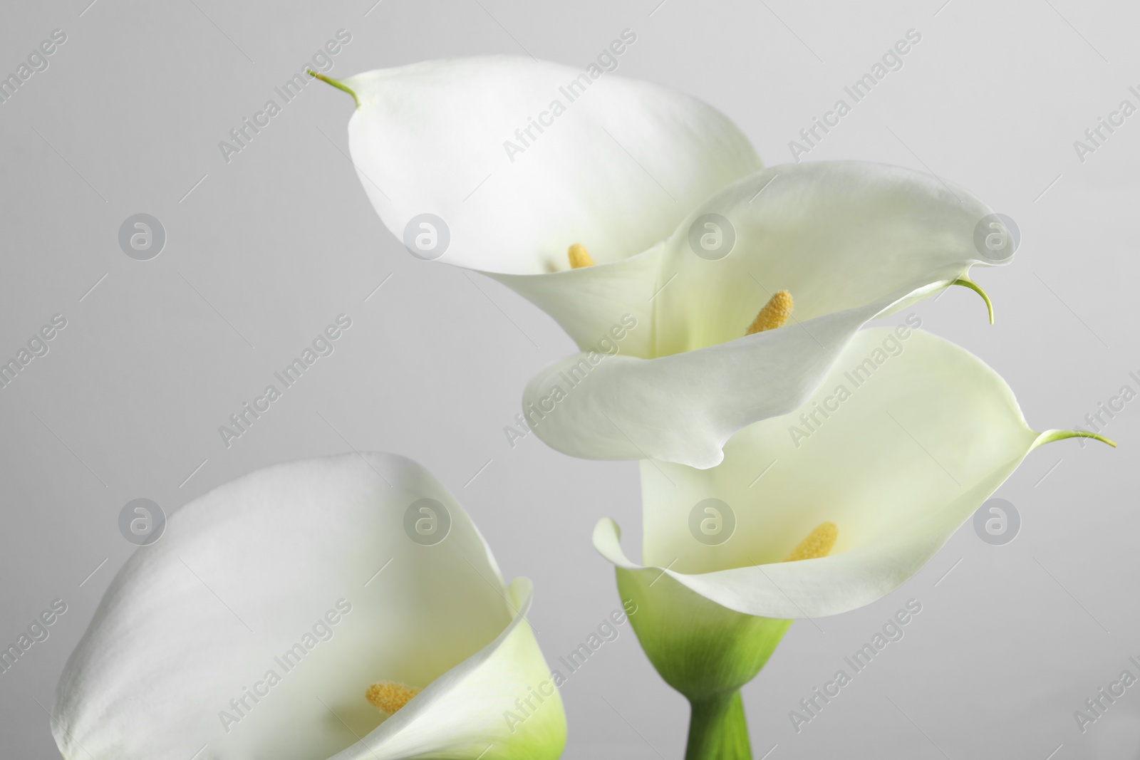 Photo of Beautiful calla lily flowers on white background, closeup