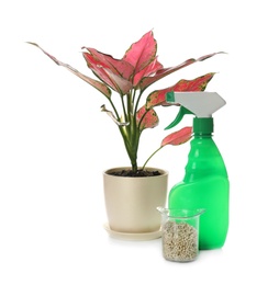 Photo of Aglaonema in pot and houseplant fertilizers on white background
