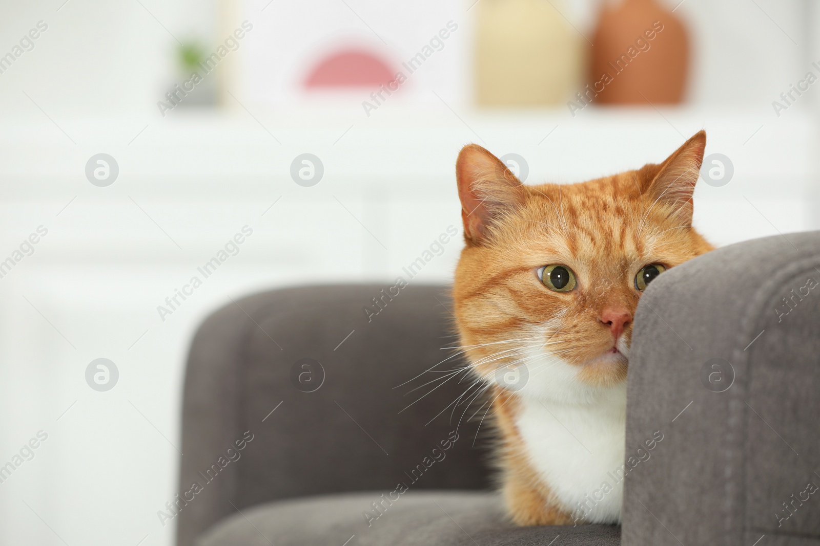 Photo of Cute ginger cat lying on armchair at home. Space for text