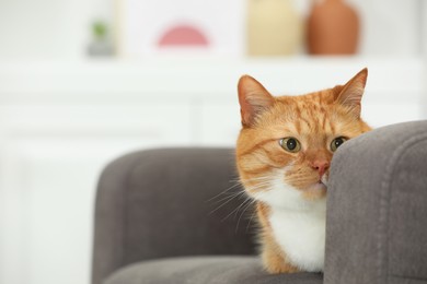 Cute ginger cat lying on armchair at home. Space for text