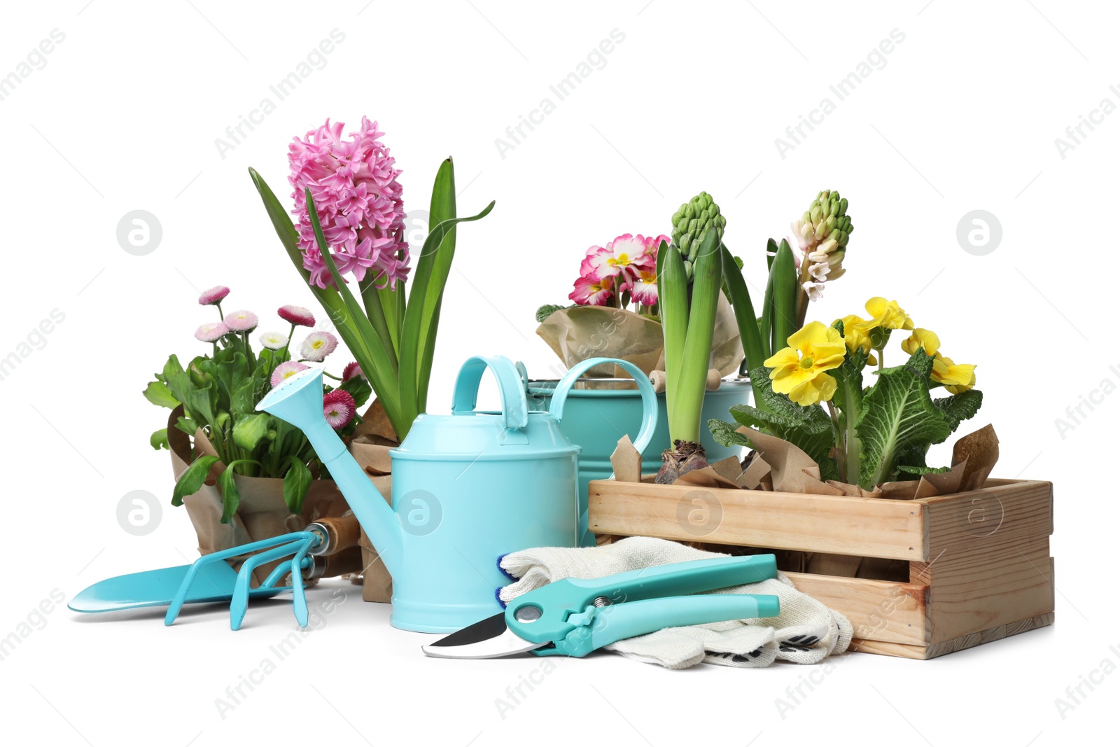 Photo of Composition with plants and gardening tools on white background