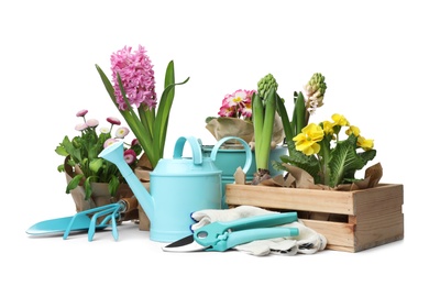 Composition with plants and gardening tools on white background