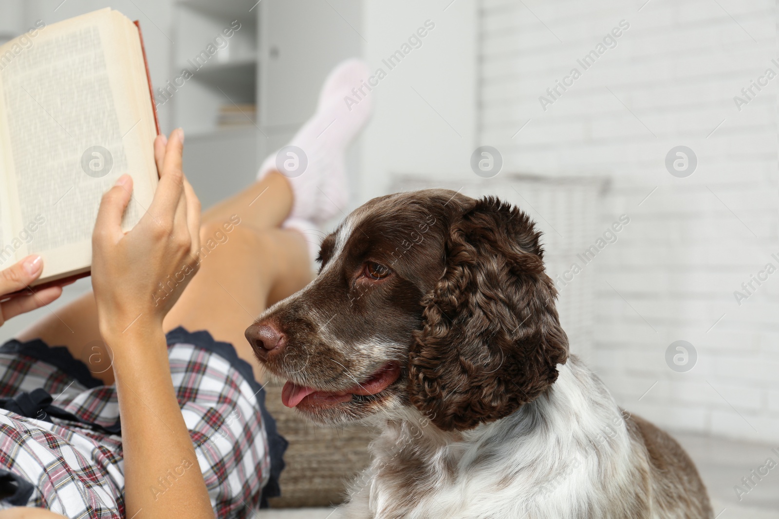 Photo of Adorable Russian Spaniel with owner indoors, closeup view